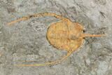 Ordovician Trilobite Association (Asaphellus, Lonchodomas & Euloma) #105875-4